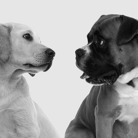 puppy socialization 