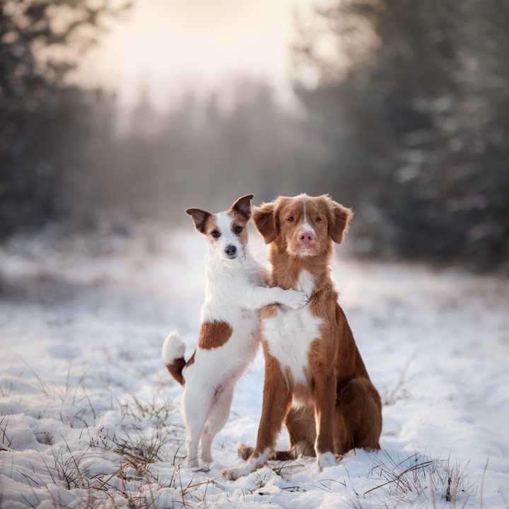 Life Hacks For Dog Owners: Removing Snowballs from Fur