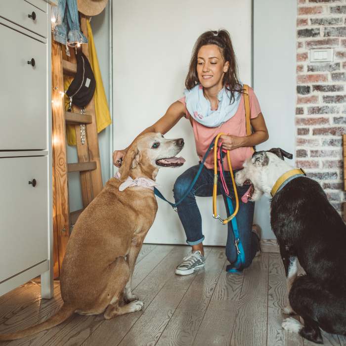 dog sitting, dog sitter
