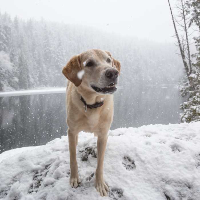 Winter Activities and Enrichment Ideas For Dogs 