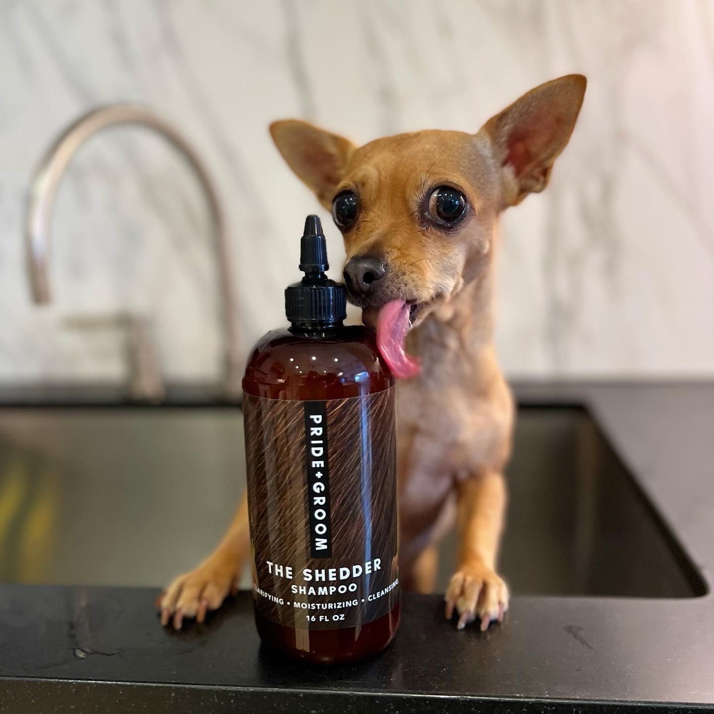 8 Easy Tips For Dog Grooming At Home for Pet Parents
