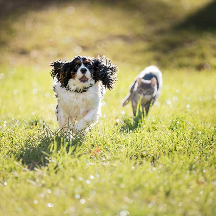Dog Parks guide