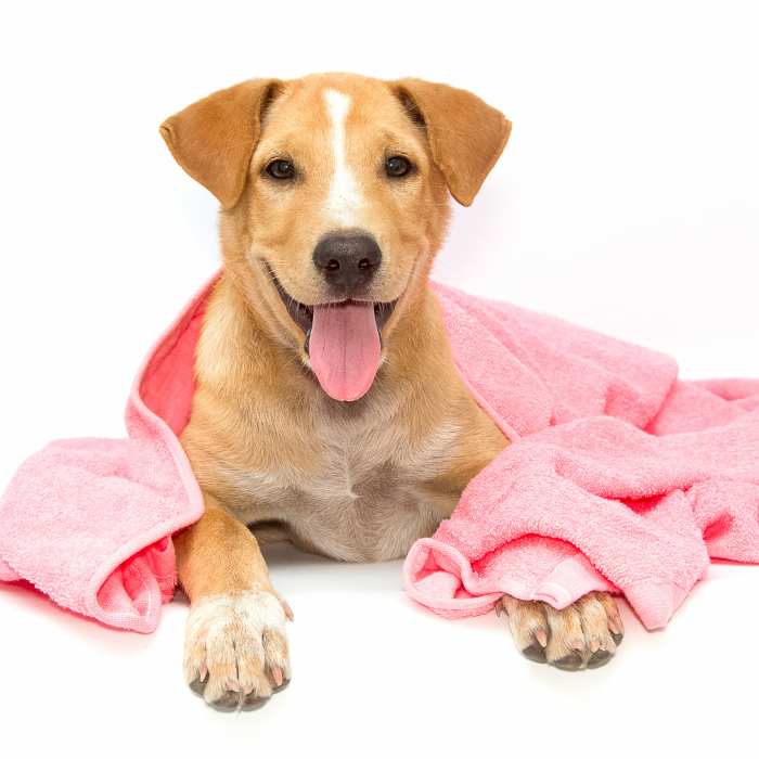 dog bath