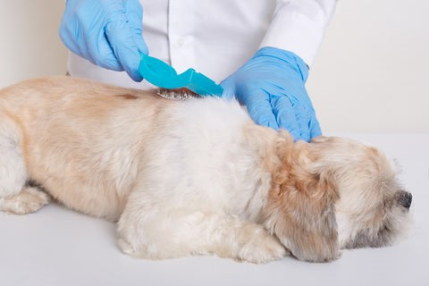 Flea and Tick Prevention for Dogs