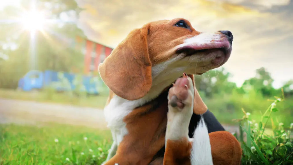 Chicken Allergies In Dogs