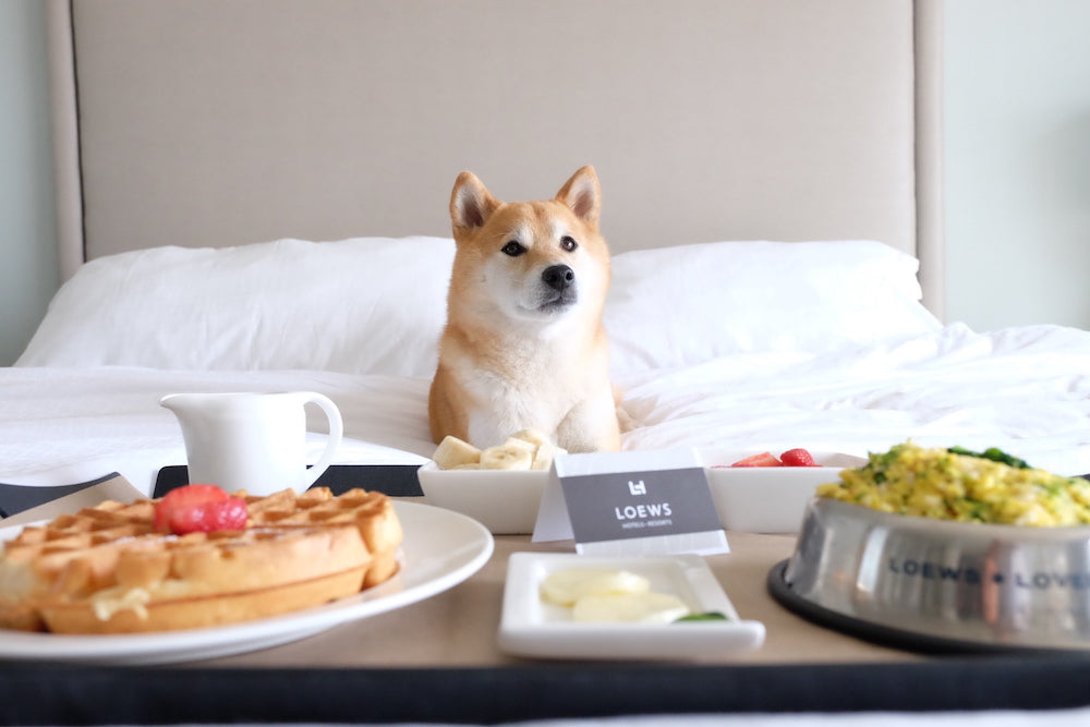 best hotels for dogs in usa