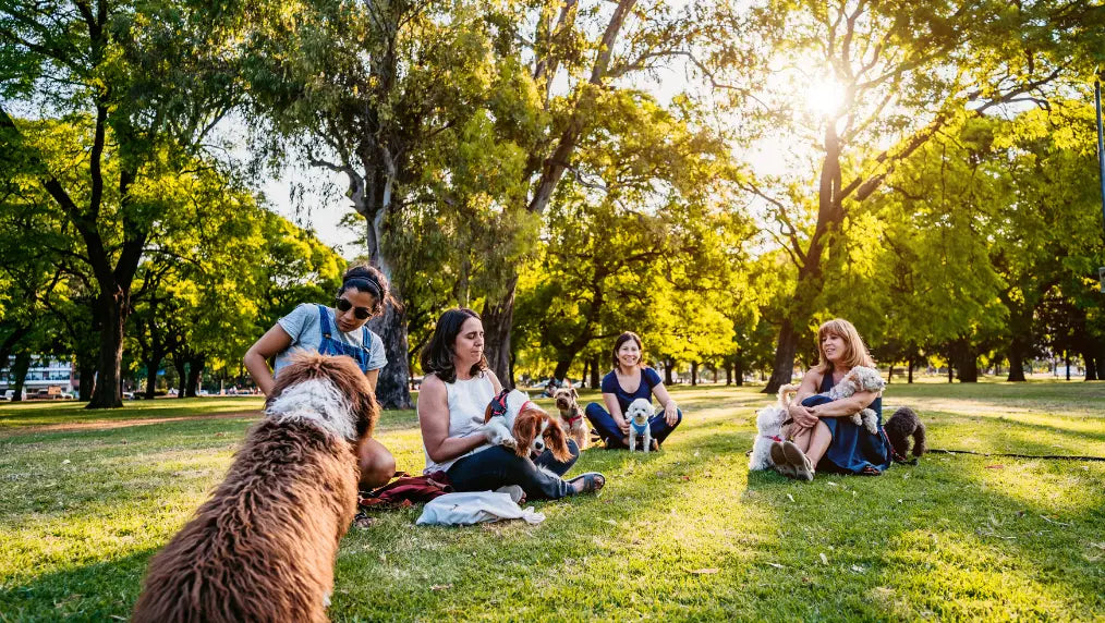 Dog Park Etiquette Rules