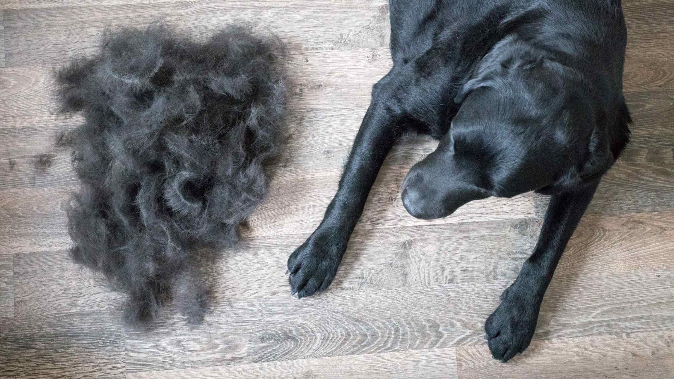 Dog Shedding  season, tips on dog's shedding