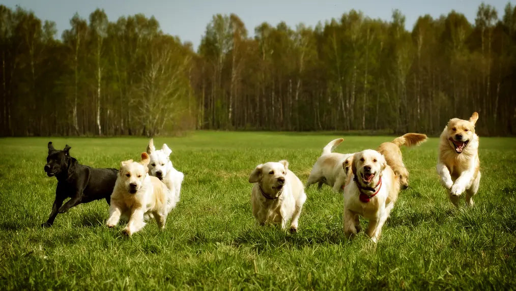 Dog Zoomies