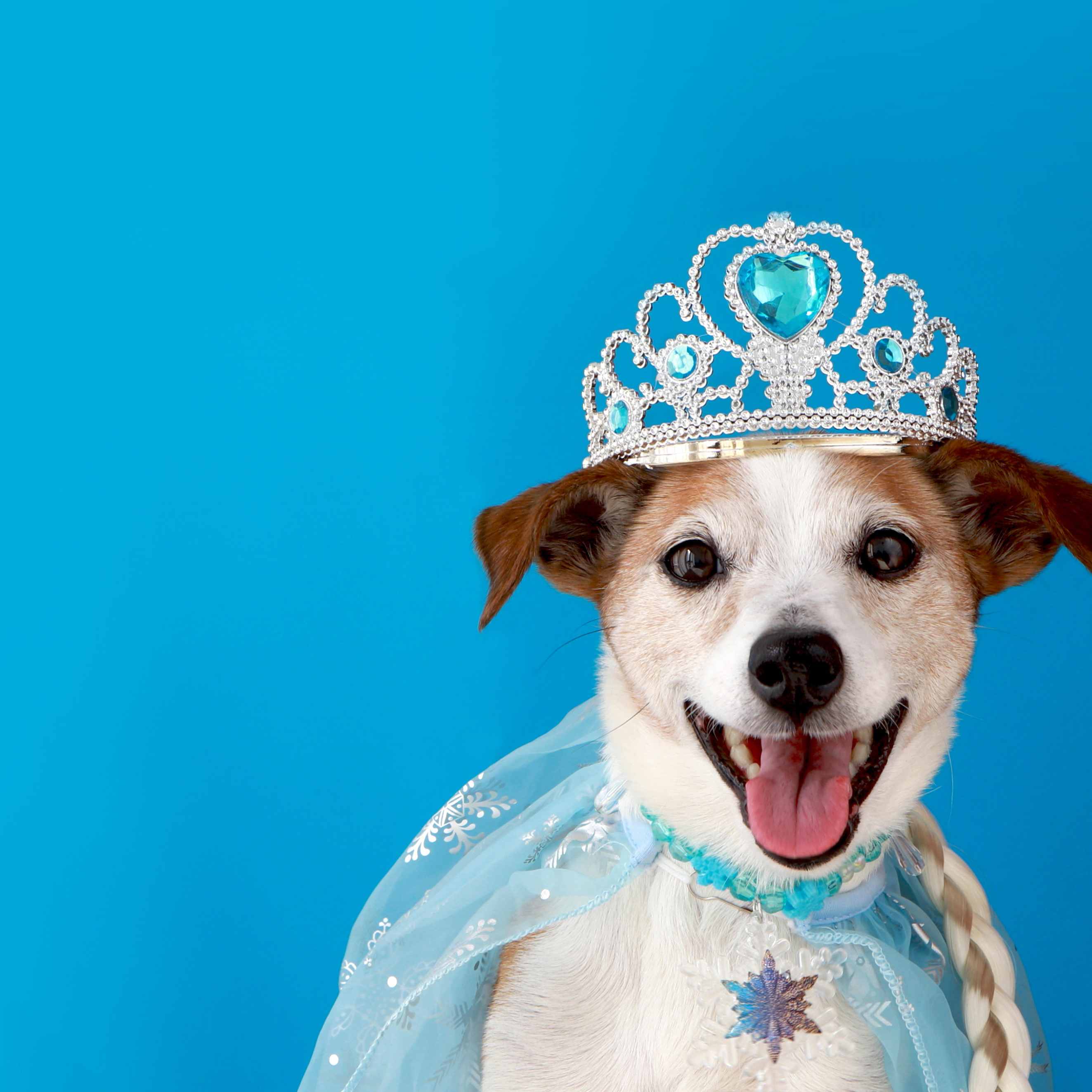 Dogs in Costumes