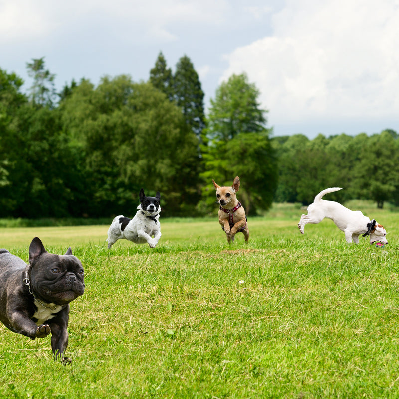 ticks and fleas on dogs, vet's tips on how to handle ticks & fleas in dogs