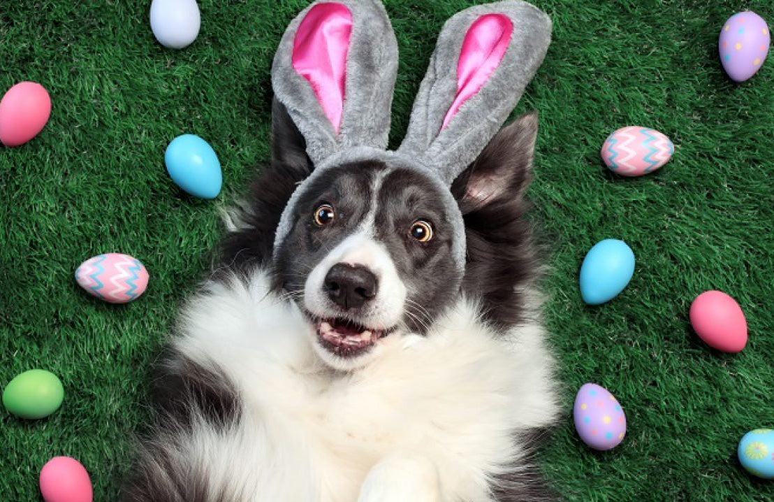 easter with dog, dog easter