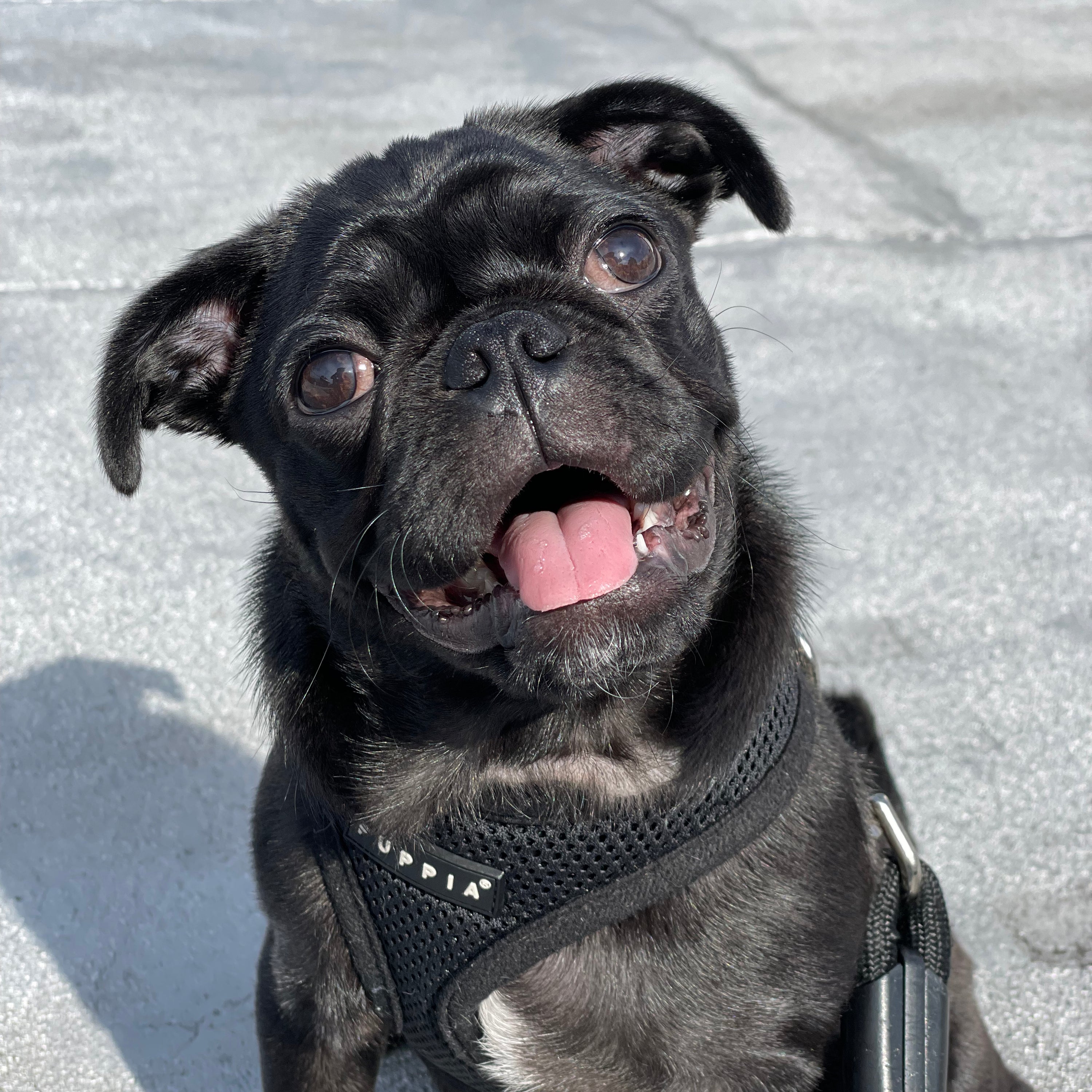 The Best Father's Day for the Ultimate Dog Dad, father's day gift ideas, what to gift to dog dad