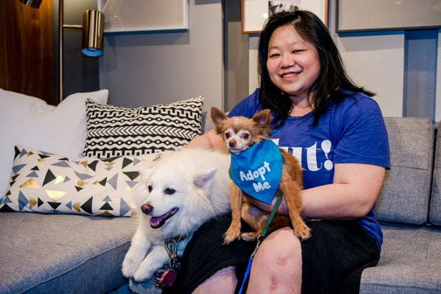 A Special National Dog Day Treat from maison de pawZ!