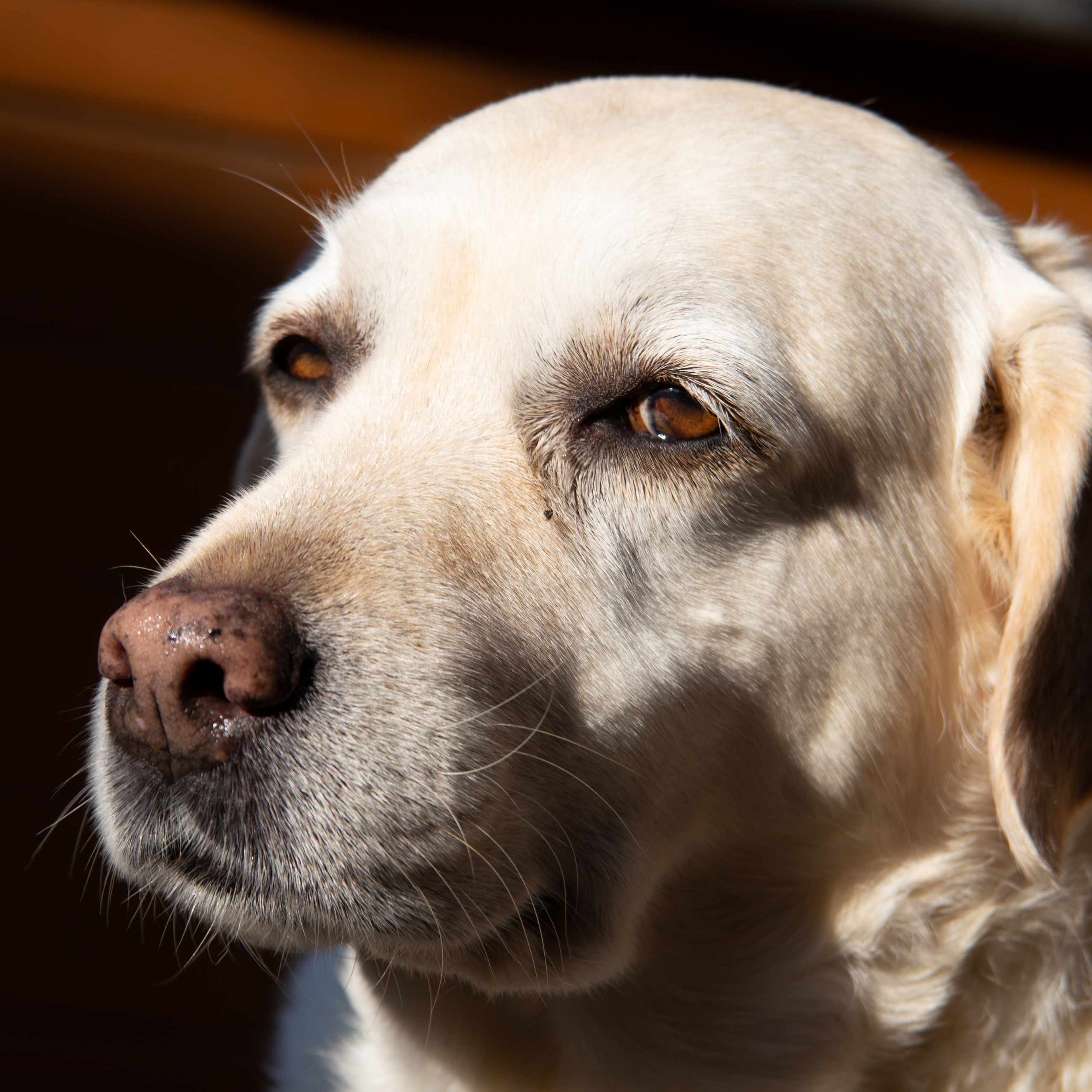 Dog Obese, Guide for Dog Owners