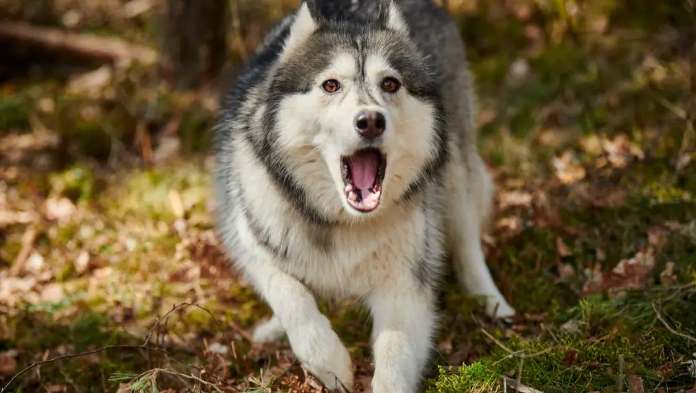 Is My Dog Reactive