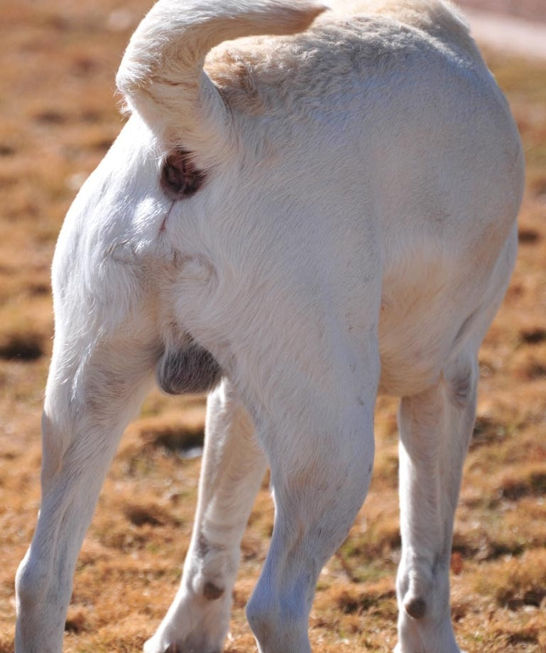 Expressing a Dog's Anal Glands: What You Need to Know, how to express dog's anal glands