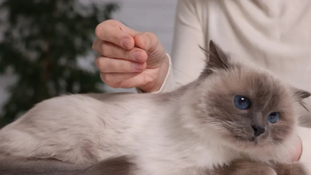 Pet Acupuncture