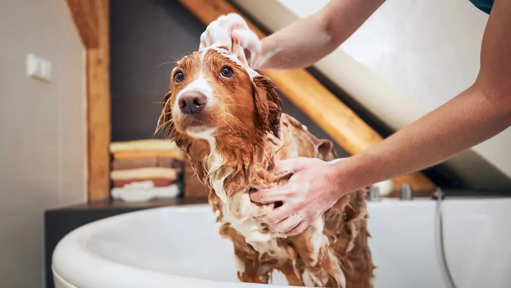 Proper Dog Coat Care and Coat Health
