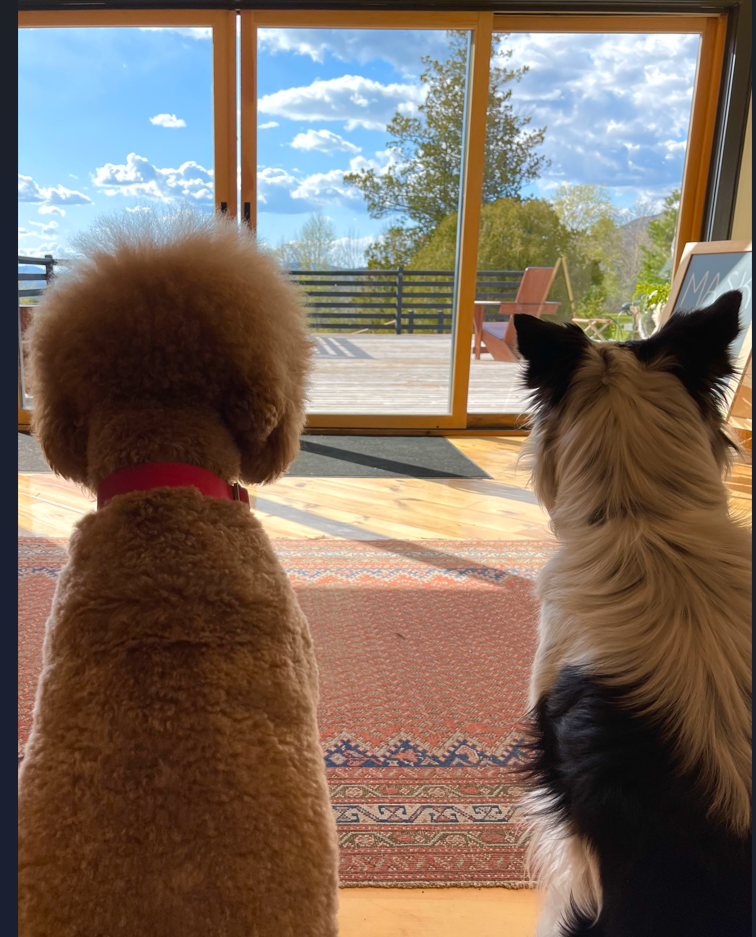 Catskill Region for Dogs 