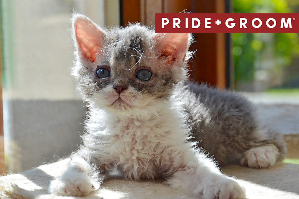 Top Curly Haired Cat Breeds, curly cats, cats with curls