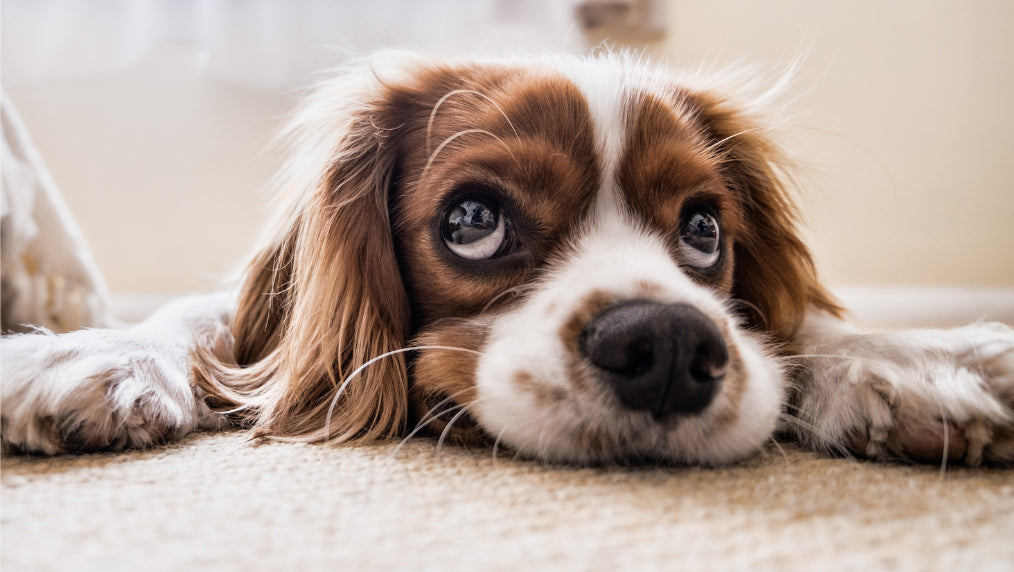 Signs of Poisoning in Dogs