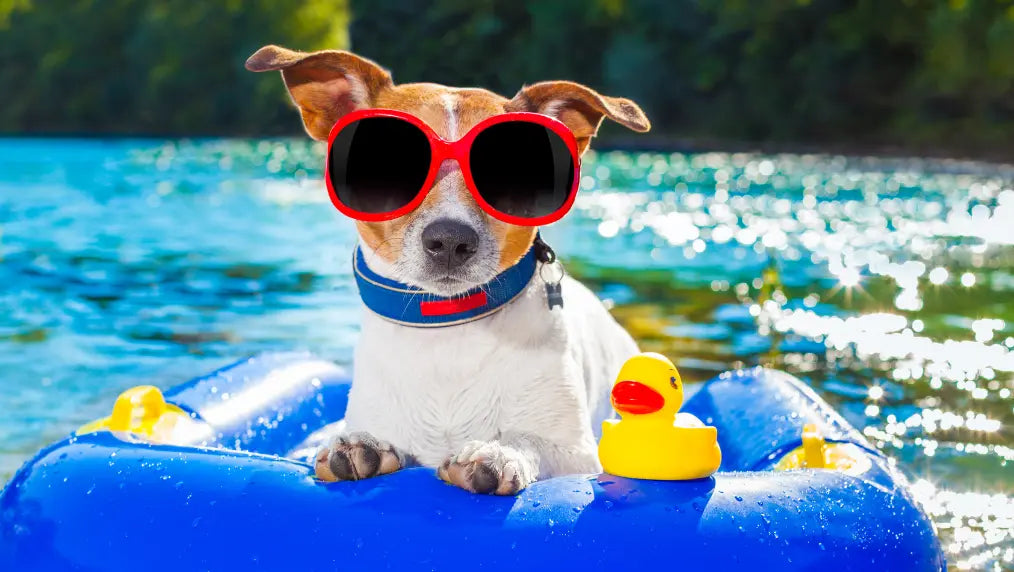 Summer Safety Tips for Dogs