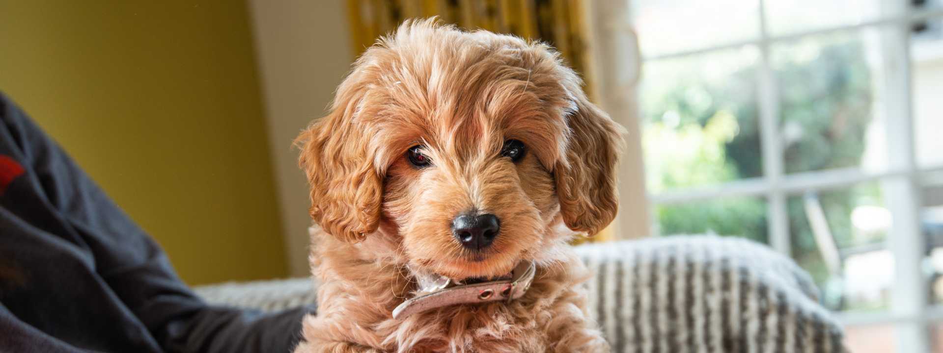 doodle dog grooming questions and answers, 