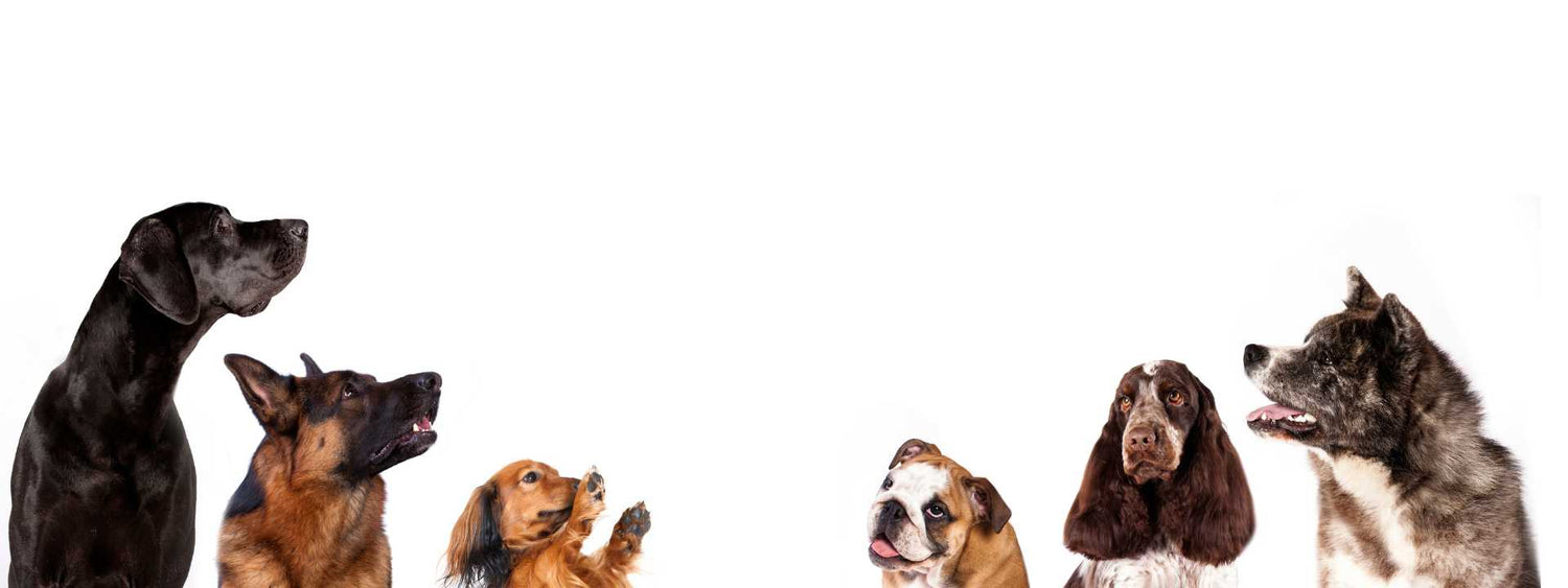 dog emotions, understanding dog's emotions