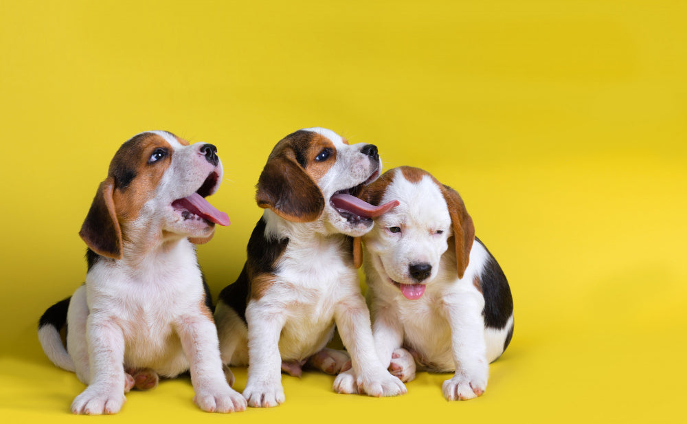 Sibling Rivalry in Dogs