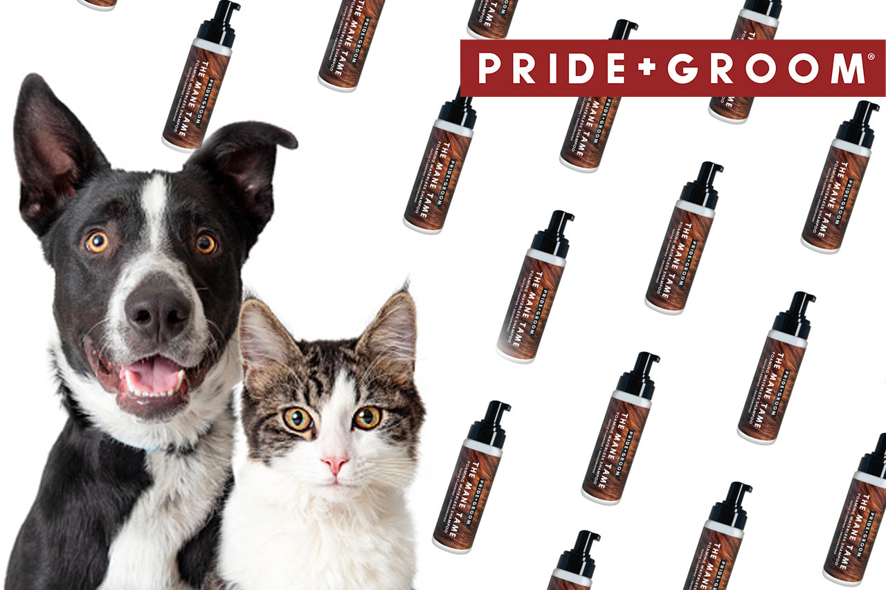 best dry pet shampoo, best waterless pet shampoo, best dry cat shampoo, best waterless cat shampoo, best dry dog shampoo, best waterless dog shampoo
