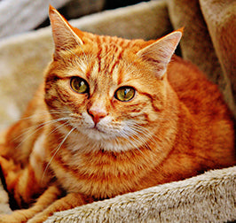 11 ESSENTIALS FOR ADOPTING A CAT
