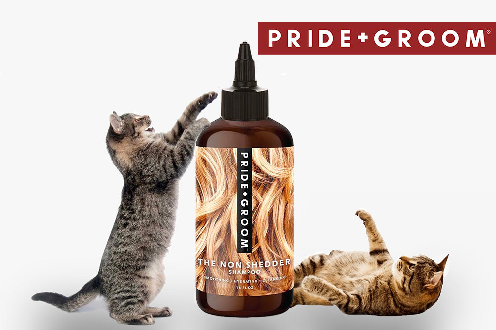 can dog shampoo be used on cats, dog shampoo for cats, waterless shampoo for cats