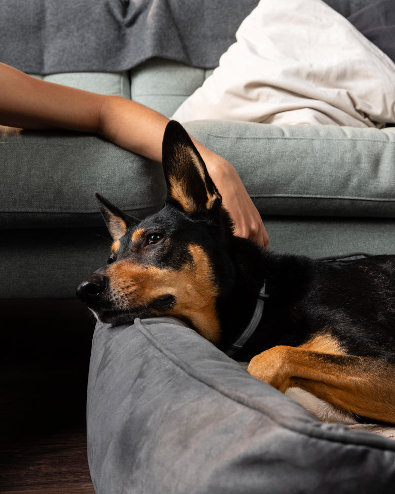 soothed dog, what to do with dog being afraid of thunder? 