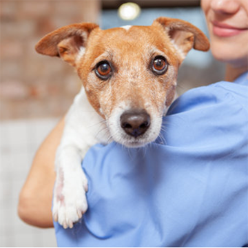 top questions to ask the vet, vet questions