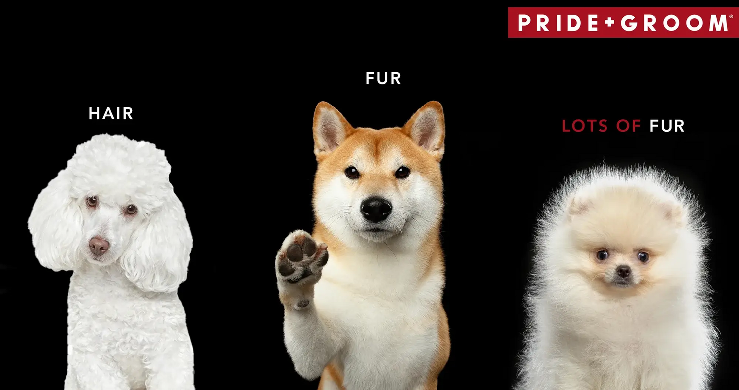 What is the difference between dog’s with fur & hair?