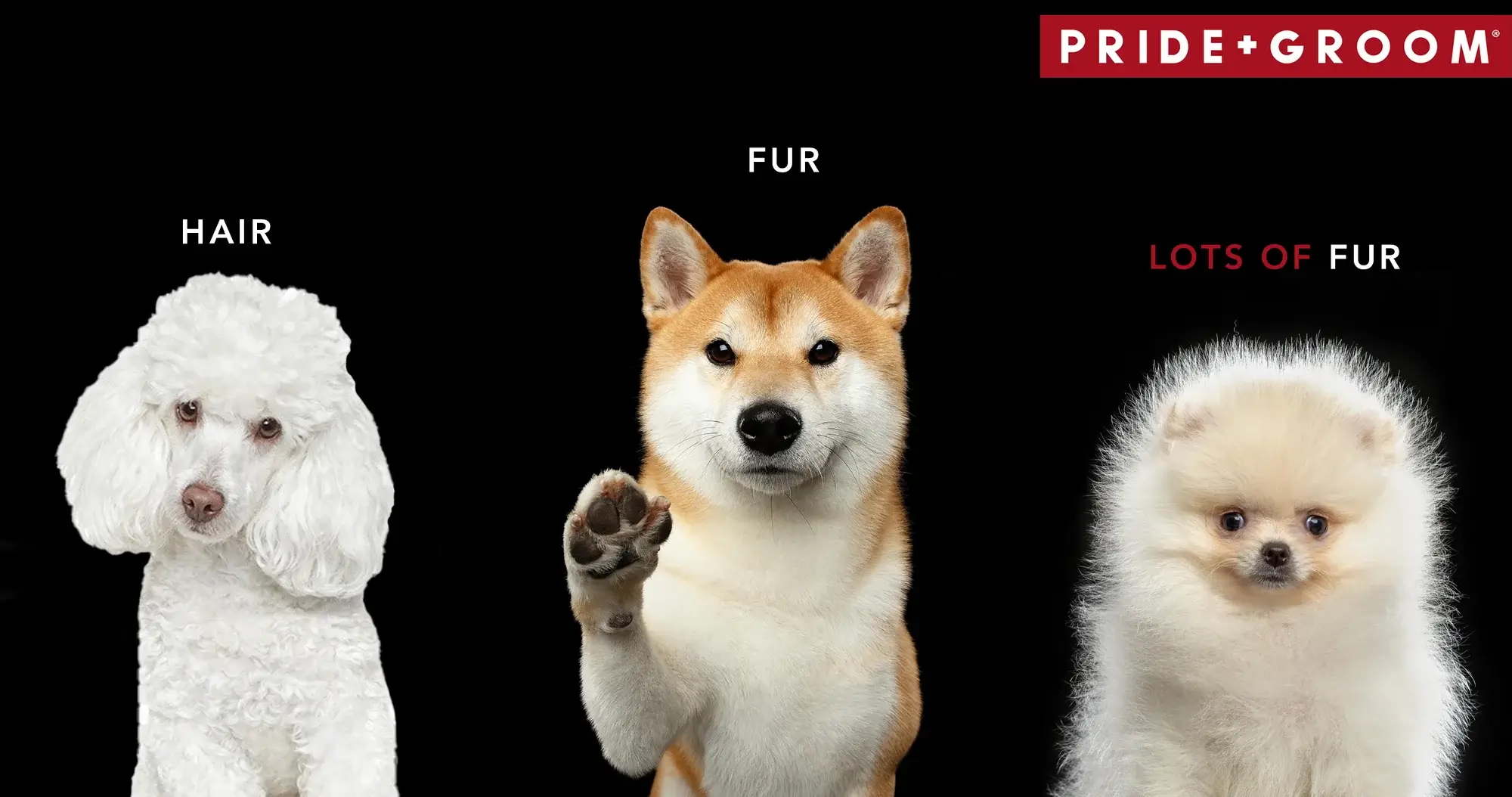What is the difference between dog’s with fur & hair?