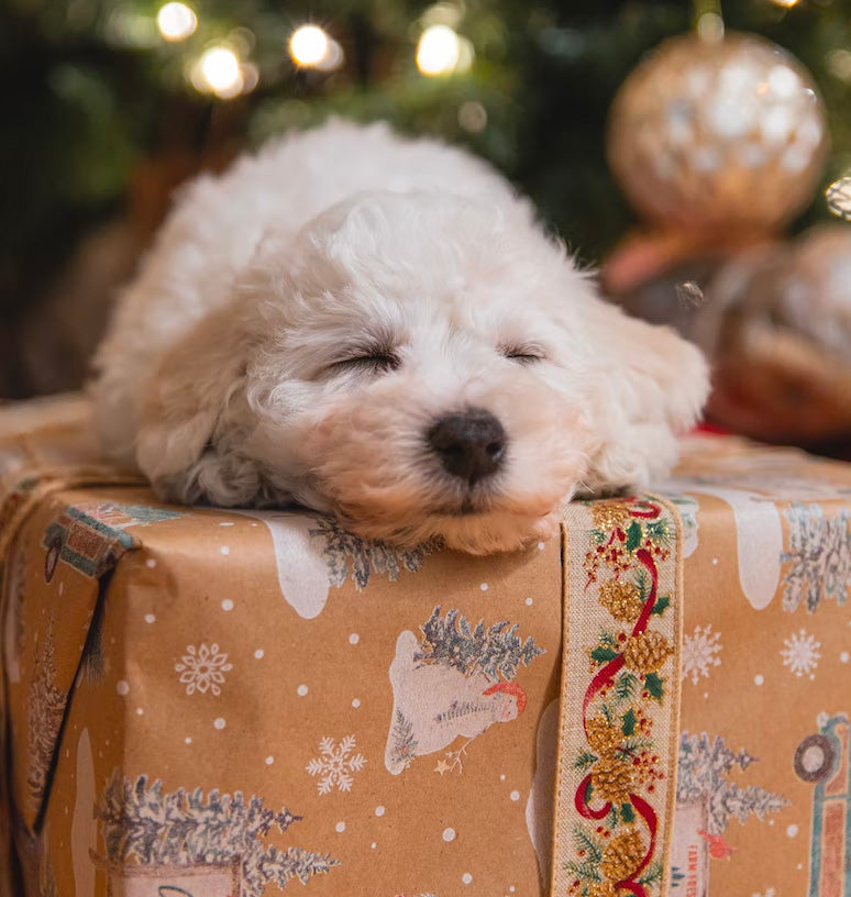 dog gift guide 2022 2023