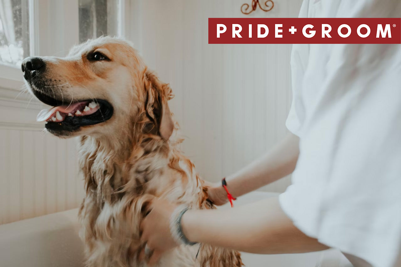 dog grooming at home, dog bath at home, cleaning dogs ears at home, everything you need to know about dog grooming at home