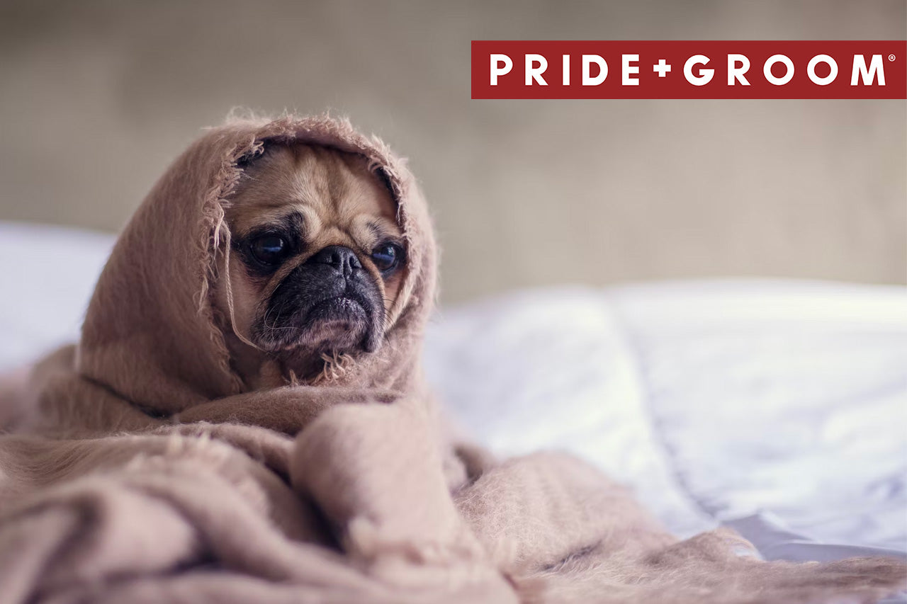 Hemorrhoids in Dogs, dog's Hemorrhoids, Hemorrhoids in Dogs symptoms, how to treat Hemorrhoids in Dogs