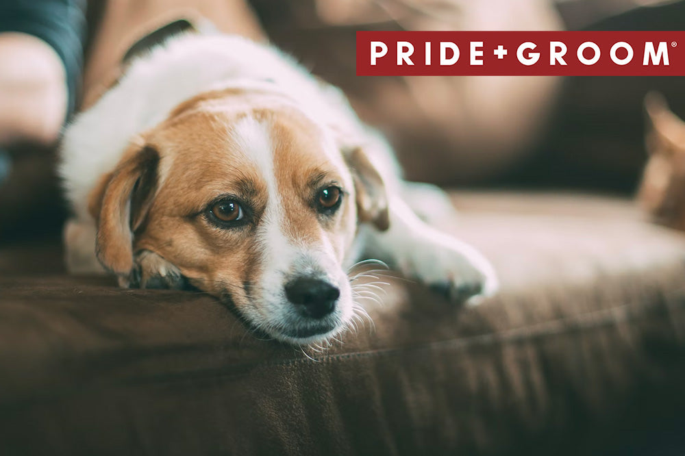10 signs of dog in pain