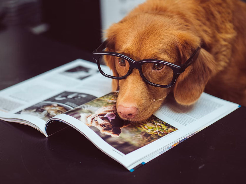 dog names trends 2022, top dog names 2022, dog names ideas 2023