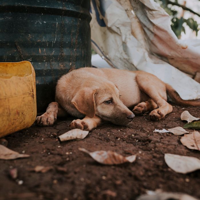The Best Condolence Gifts for Pet Loss