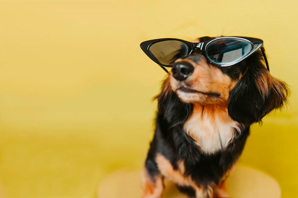 Dogs and Color Perception, are dogs color blind?