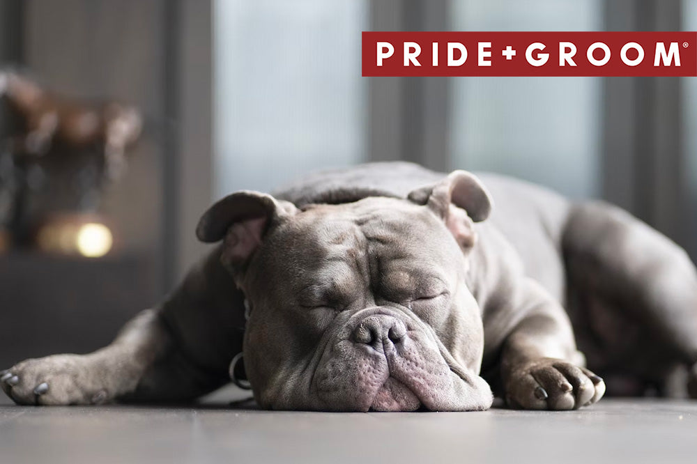 dog sleeping positions and their meaning, why my dog sleeps so