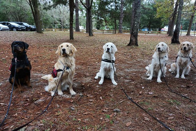 dogs for veterans, benefits of dogs ownership for dogs