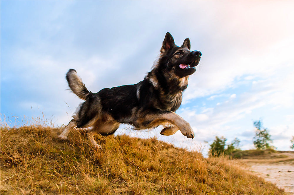 Grooming German Shepherd 