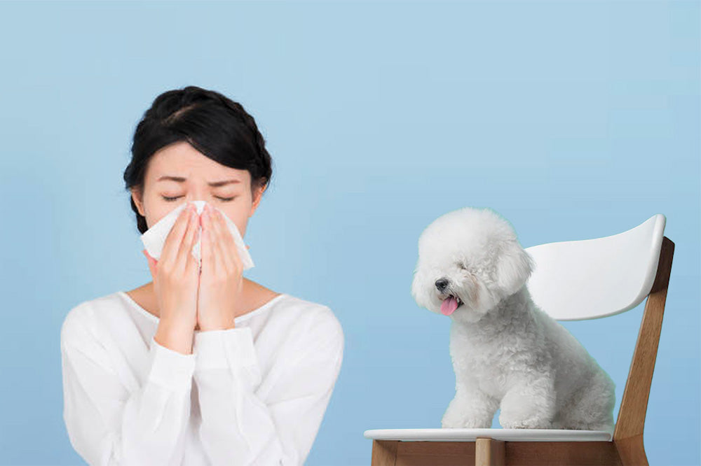 hypoallergenic dogs