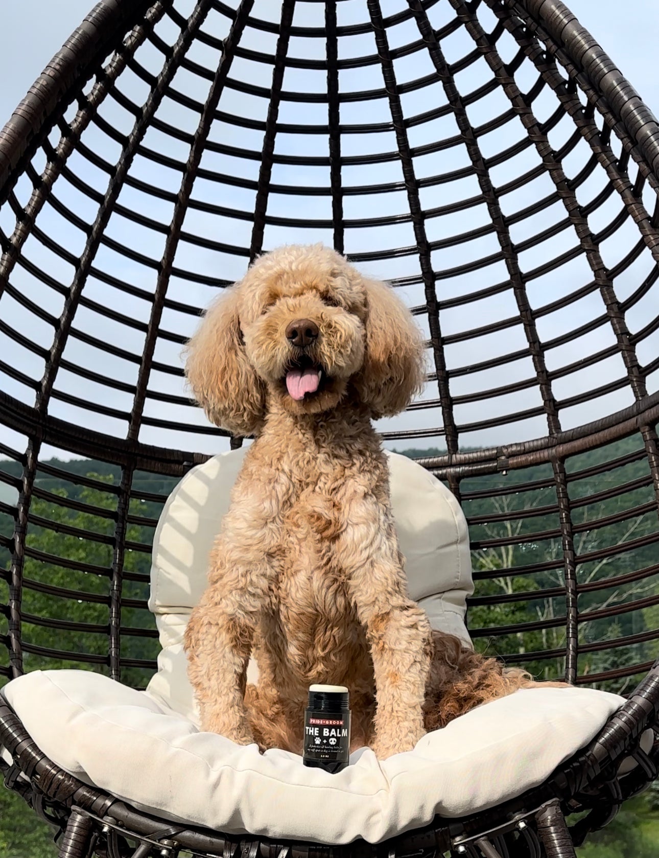 Paw Care Tips to Beat the Summer Heat, dogs paws red