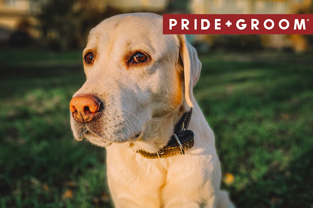 Labrador grooming guide, Labrador grooming, grooming a Labrador